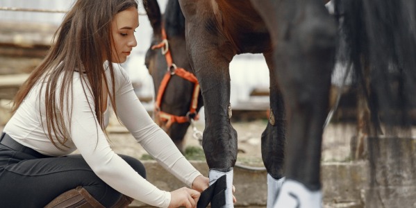 Guida completa alla cura dei cavalli: alimentazione e pulizia