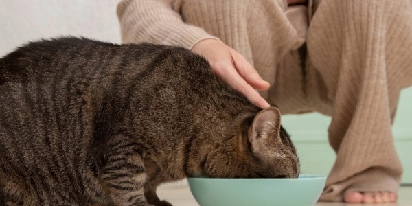 Guida Completa alla Scelta del Miglior Mangime per il Tuo Gatto