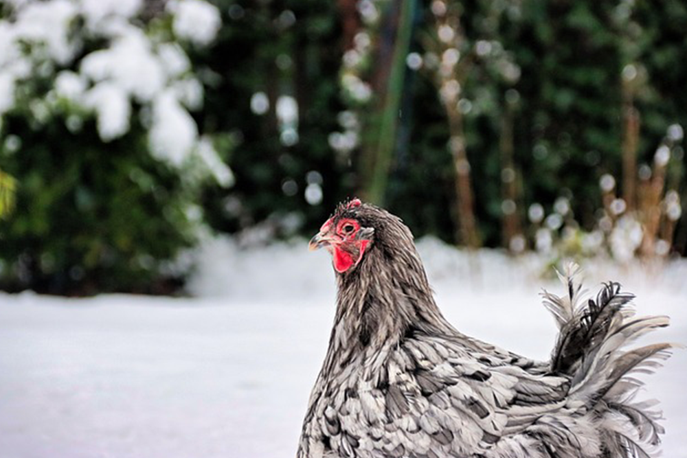 Come Curare Gli Animali da Cortile Durante l'Inverno: Consigli Utili