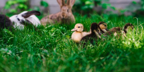 Guida Completa alla Cura e Nutrizione degli Animali da Cortile